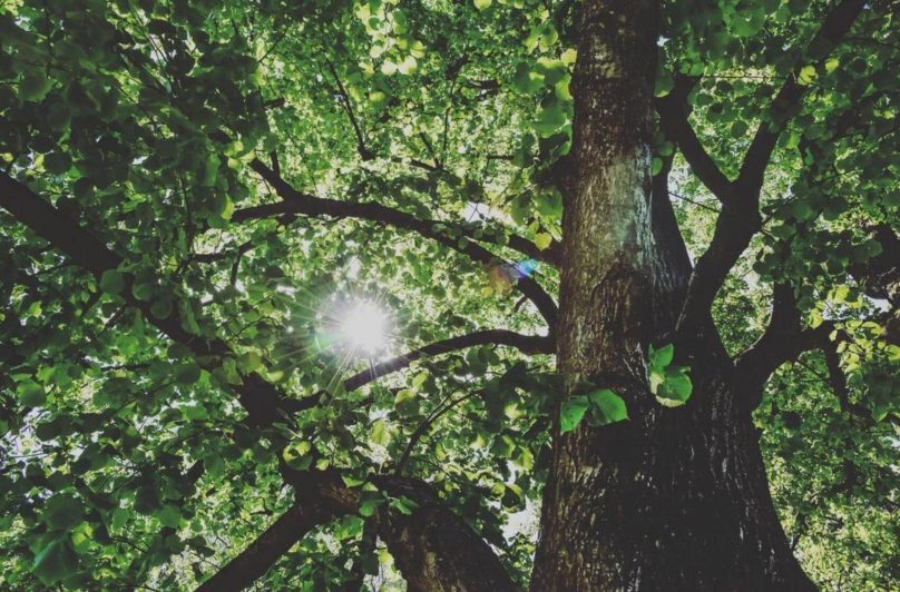 „Stromy jsou jedním z nejúčinnějších nástrojů, jak zmírnit dopady klimatické krize,“ hlásá iniciativa Sázíme budoucnost