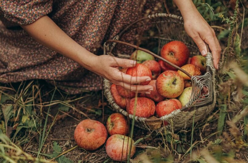 Skvělá podzimní pochoutka: 3 tipy, jak zpracovat jablka