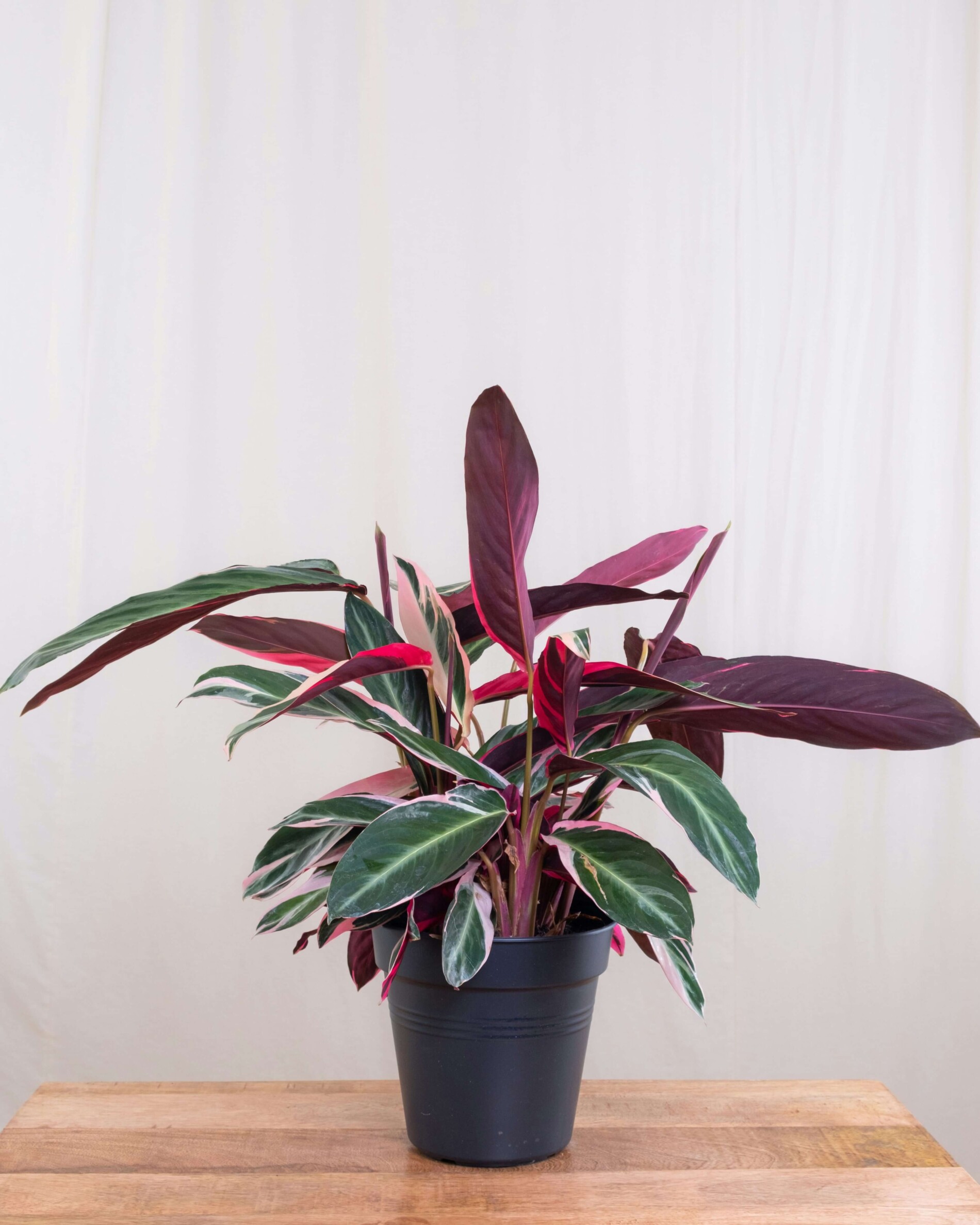 Calathea rosepicta