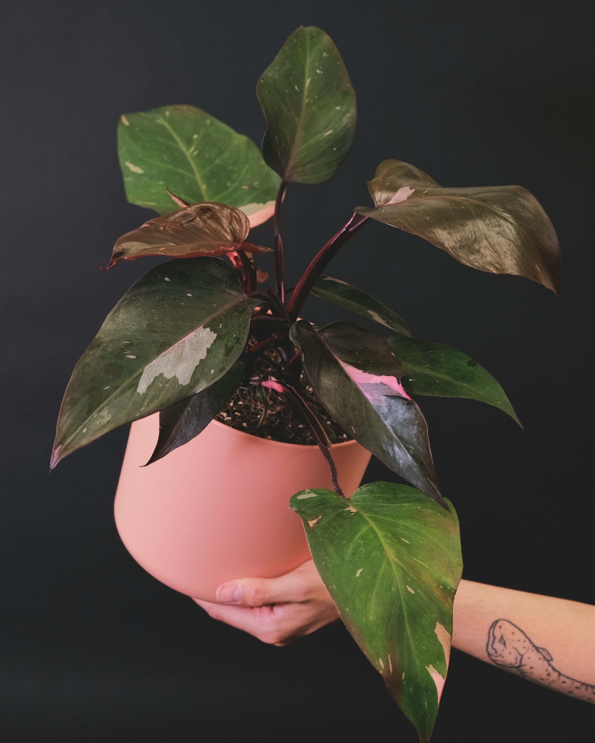 Philodendron „Pink Princess”