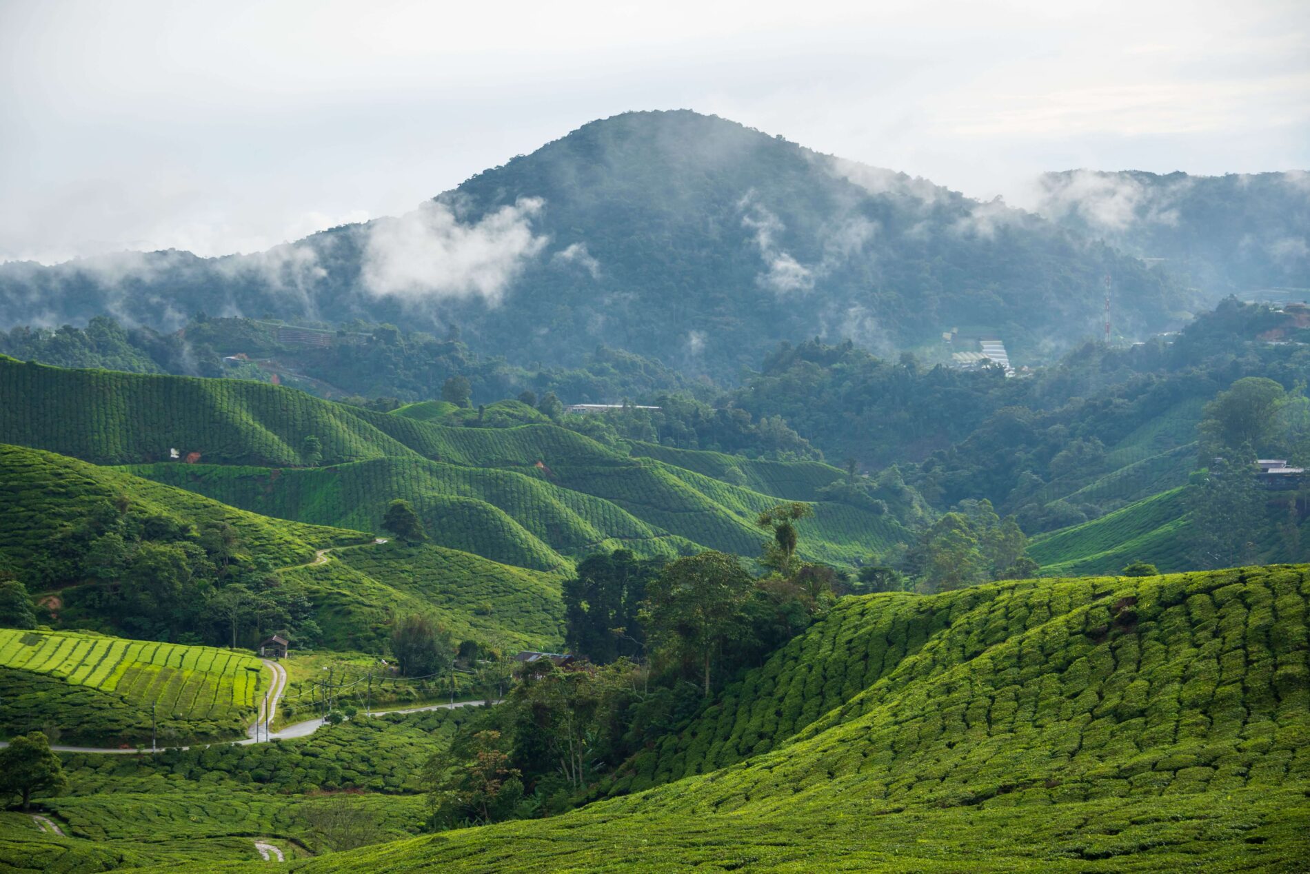 Cameron Highlands
