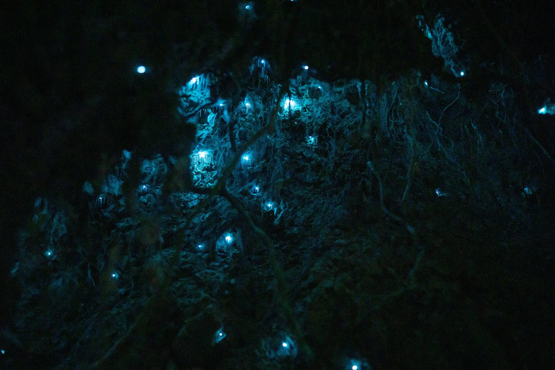 Glowworm Caves